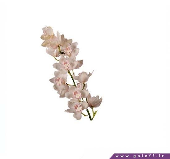 خرید دسته گل ارکیده سیمبیدیوم اسنواسپیریت - Cymbidium Orchid | گل آف
